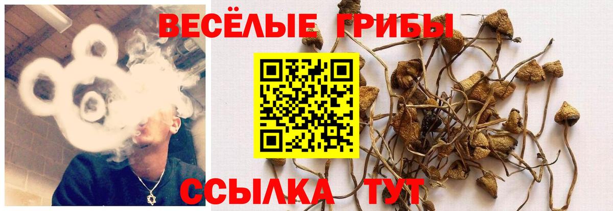 Псилоцибиновые грибы GOLDEN TEACHER  Вход с VPN  Михайловка 